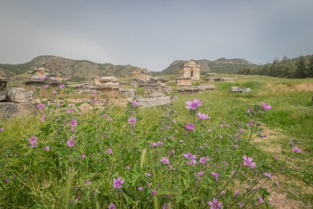 Fleurs violettes avec un fond de temple