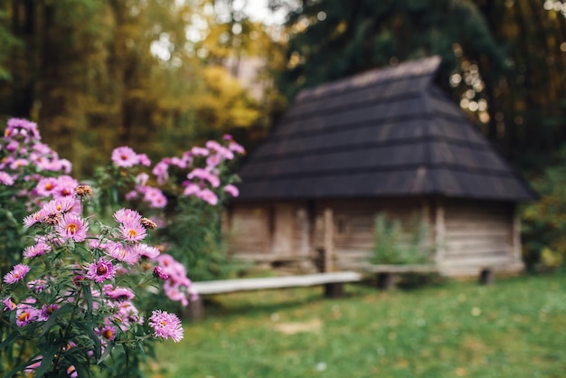 Fleurs violettes sur fond d'une vieille maison en rondins