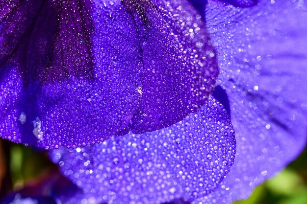 fleurs violettes avec des gouttes d'eau sur elles, y compris les gouttes