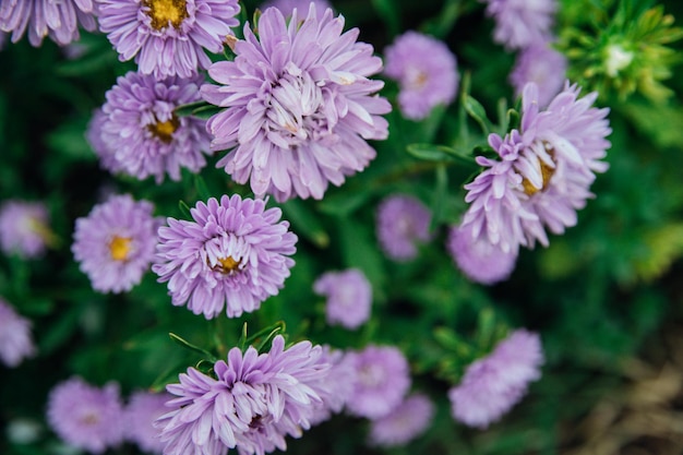 Photo des fleurs violettes en gros plan des chrysanthèmes dans le jardin de belles fleurs d'automne