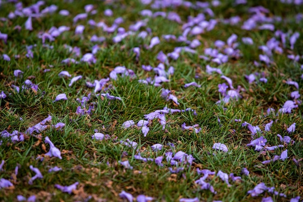 Fleurs violettes sur l'herbe au printemps