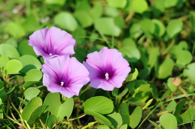 Photo fleurs violettes et herbe verte sur la plage au sri lanka