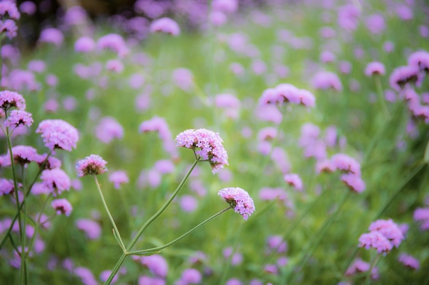 Fleurs violettes en hiver avec la beauté de la nature.