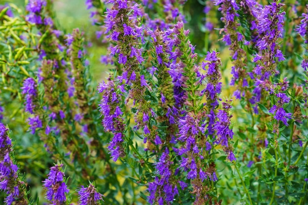 Fleurs violettes d'Hyssopus officinalis connu sous le nom de plante médicinale d'hysope