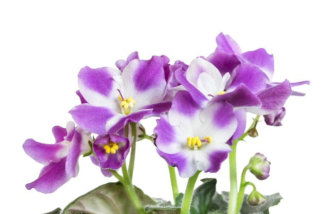 Fleurs violettes isolées