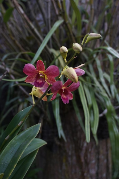 Photo des fleurs violettes et jaunes au centre de l'orchidée dendrobium