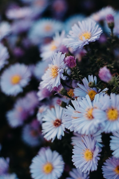 fleurs violettes et jaunes avec le centre jaune