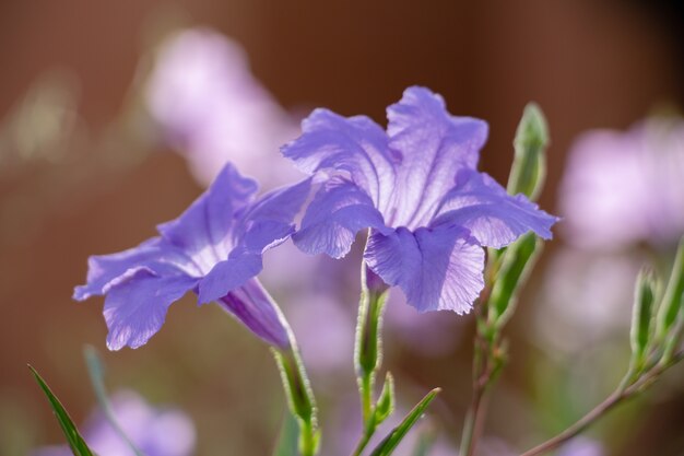 Fleurs violettes sur une journée ensoleillée