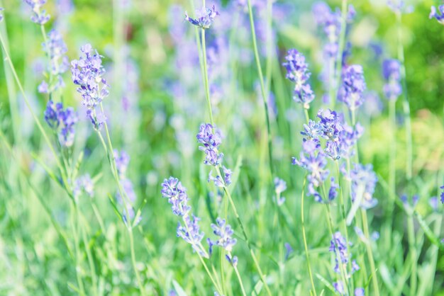 Fleurs violettes lavande sur terrain au coucher du soleil