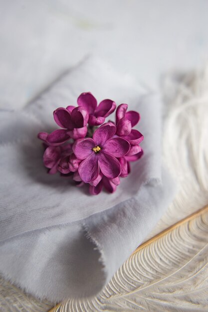 Fleurs violettes lilas sur une plume d'autruche blanche. Une chance lilas - fleur à cinq pétales parmi les fleurs à quatre branches de lilas rose vif (Syringa) La magie des fleurs lilas à cinq pétales.