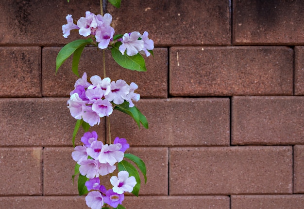 Photo fleurs violettes sur le mur de briques