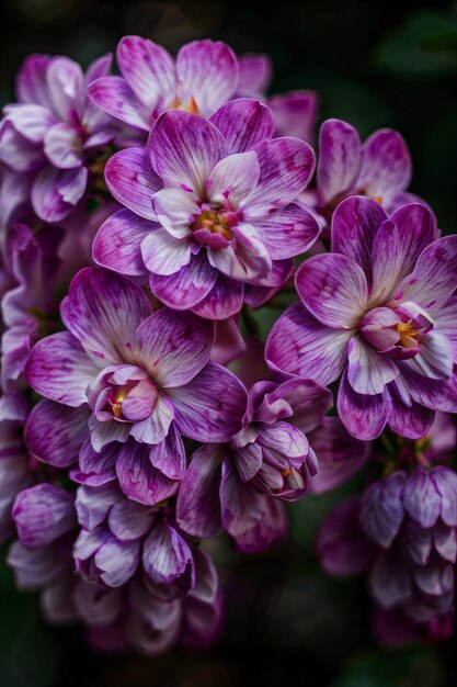 Des fleurs violettes avec des ombres, un fond floral, une micro-photographie, des illustrations génératives d'intelligence artificielle.