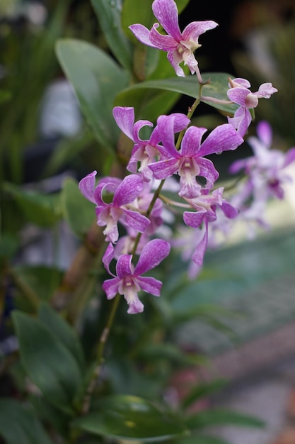 Les fleurs violettes de l'orchidée dendrobium