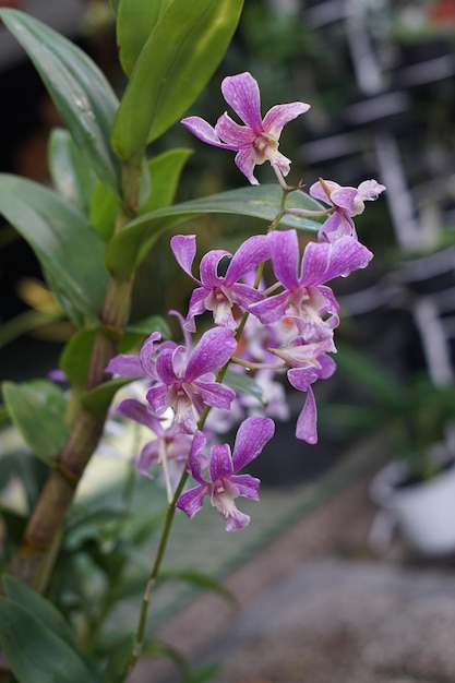 Les fleurs violettes de l'orchidée dendrobium