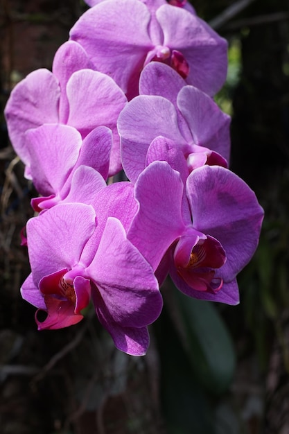 Photo les fleurs violettes de l'orchidée de la lune sont en pleine floraison.