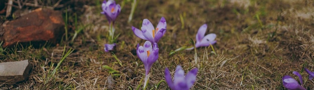 Fleurs violettes sur une pelouse dans la bannière des bois