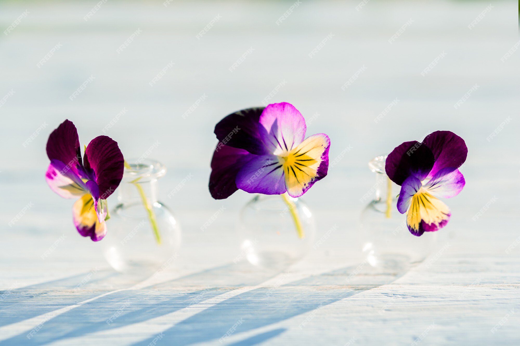 Fleurs Violettes De Pensées, Soirée D'été Dans Le Village, Coucher De  Soleil Chaud Et Ensoleillé, Ombres De L'extérieur. Belles Plantes De  Batanica Dans Un Flacon En Verre. | Photo Premium