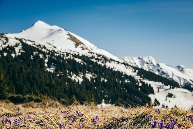 Fleurs violettes, pic enneigé dans les montagnes sur fond, printemps. Photo de haute qualité