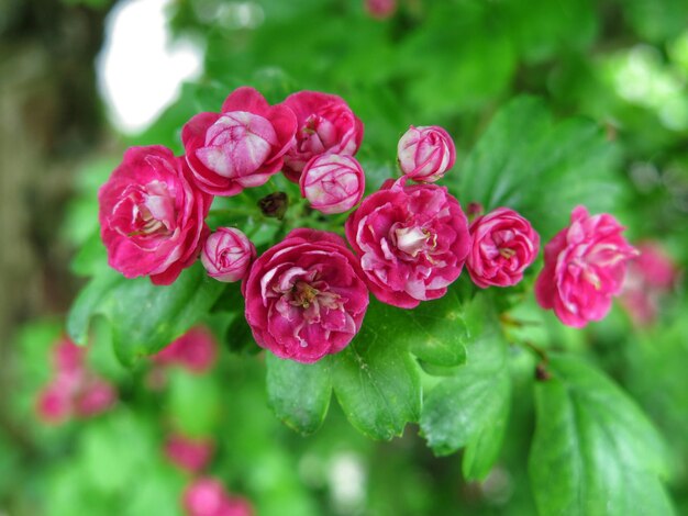 Photo fleurs violettes d'une plante