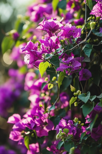 Fleurs violettes sur une plante