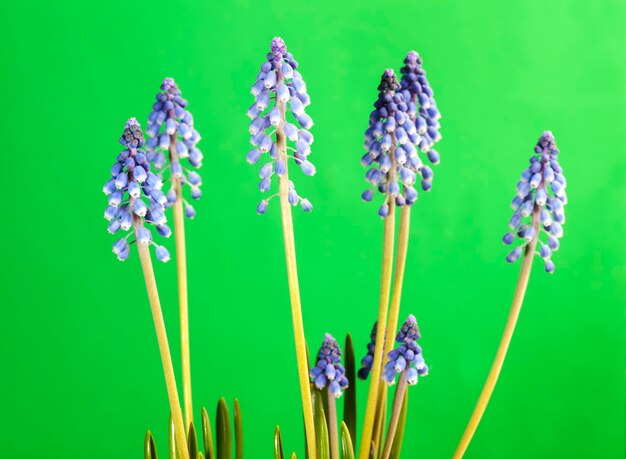Fleurs violettes poussant au printemps