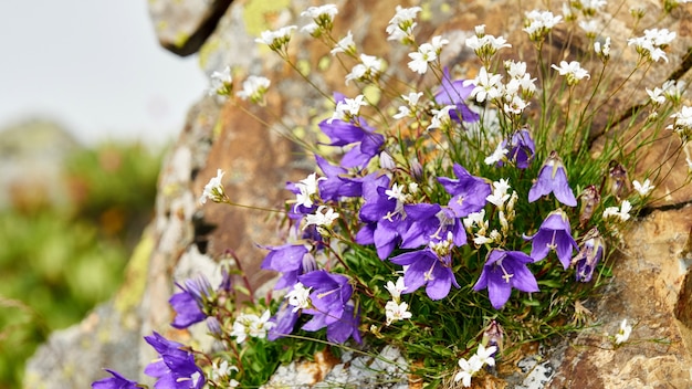 Fleurs violettes poussant à rock, Sotchi Russie