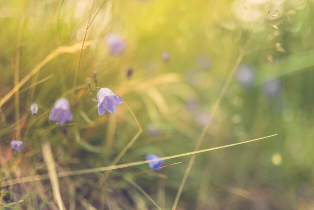 Fleurs violettes de prairie sauvage sur fond de lumière du soleil du matin. Fond de champ d'herbe d'automne, fantaisie