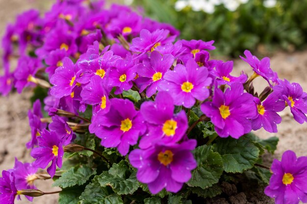 Fleurs violettes primevère et feuilles vertes gros plan