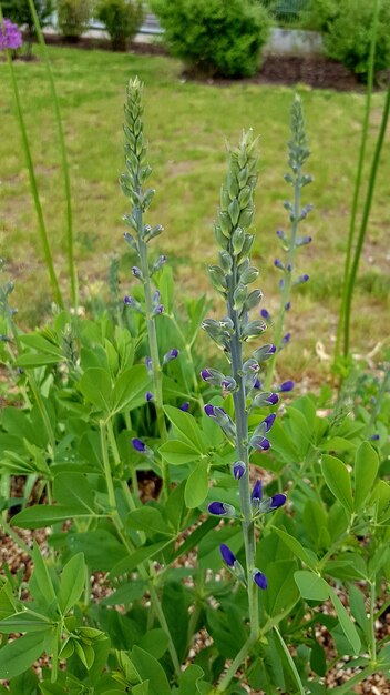 Photo des fleurs violettes qui poussent dans les champs