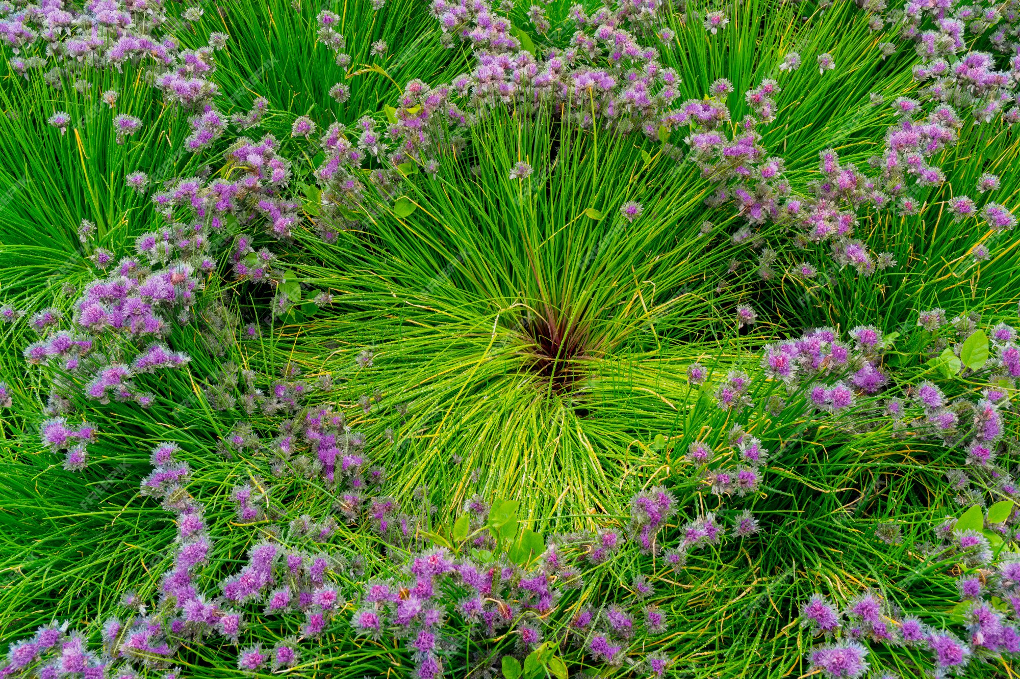 Fleurs Violettes Rondes Sur De Longues Tiges Vertes. | Photo Premium