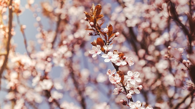 Fleurs violettes roses de fleur de cerisier sur cerisier se bouchent Pétales fleuris de fleur de cerisier Scène florale lumineuse avec éclairage naturel Fond d'écran pour carte de voeux Espace de copie