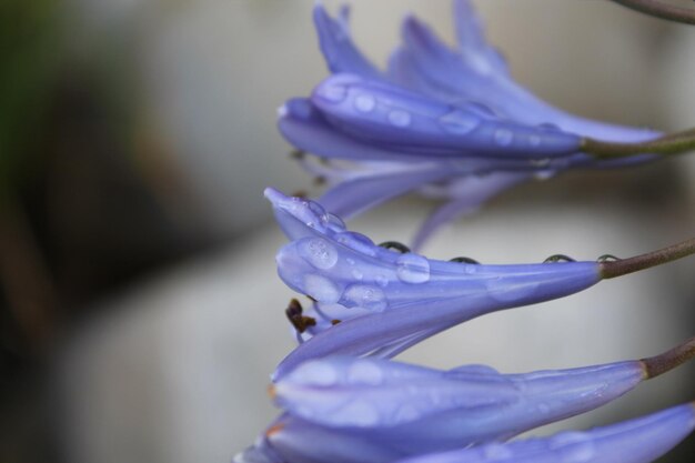 Photo des fleurs violettes saupoudrées de rosée du matin