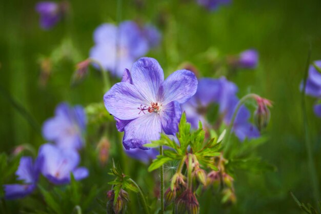 fleurs violettes sauvages dans le jardin