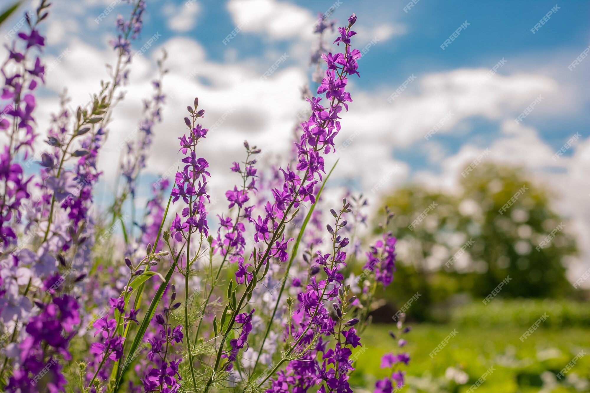 Fleurs Violettes Sauvages En été | Photo Premium