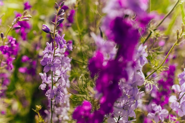 Fleurs Violettes Sauvages En été
