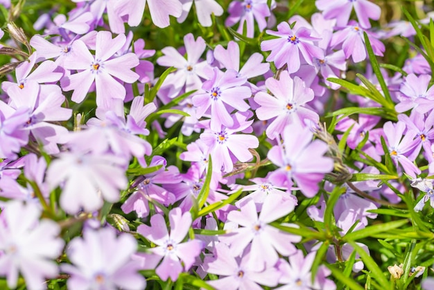 Fleurs violettes sauvages sur l'herbe verte