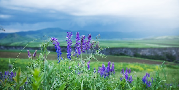 Fleurs violettes sauvages sur le terrain