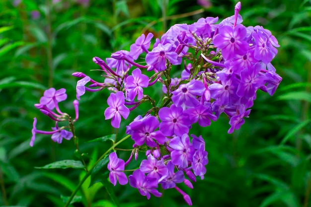 Fleurs violettes se bouchent dans le jardin