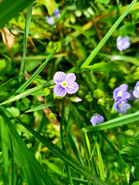 Les fleurs violettes sont dans l'herbe et l'herbe est verte.