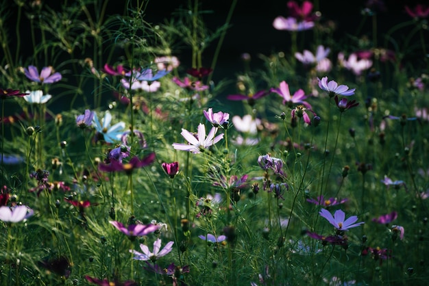 Fleurs violettes tendres