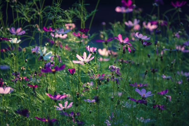 Fleurs violettes tendres