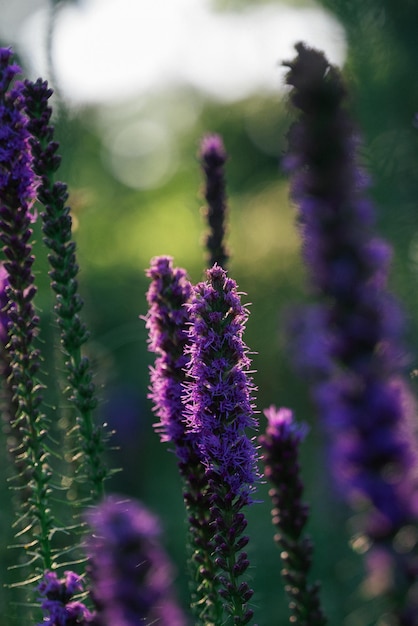 fleurs violettes avec le titre " h " en haut.