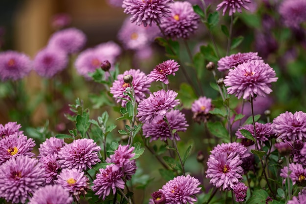 Fleurs violettes vives avec un arrière-plan flou