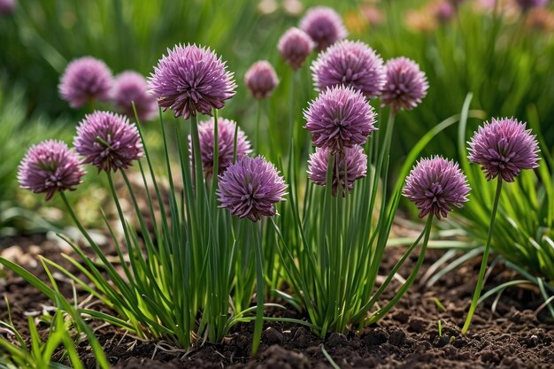 Des fleurs vives à la lumière du soleil