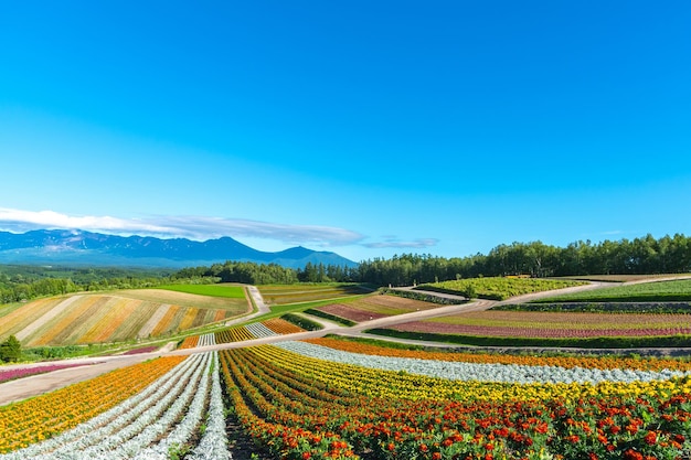 Des fleurs vives à traînées attirent les visiteurs Un champ de fleurs coloré panoramique