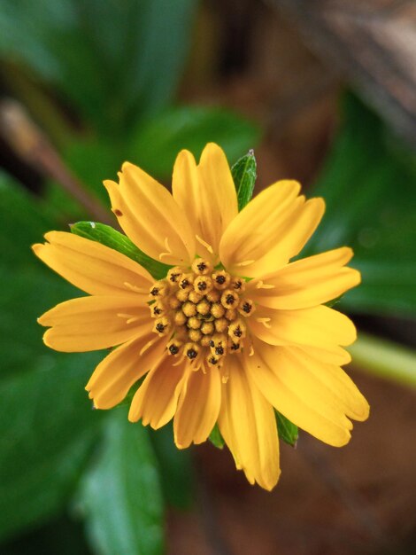 Photo fleurs de wedelia avec un arrière-plan naturel