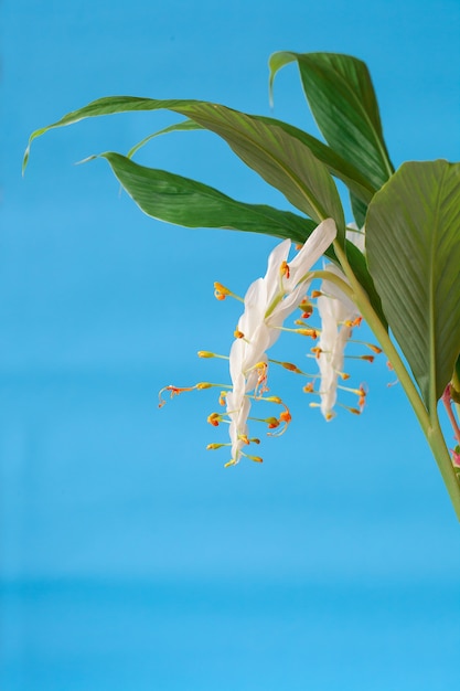 Photo fleurs de winiti blanc globba sur fond de couleur