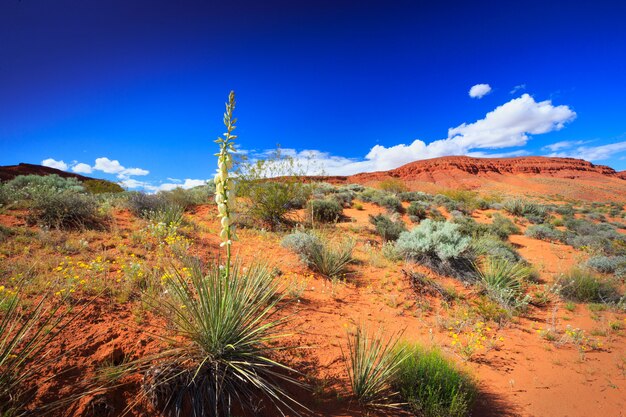 Fleurs De Yucca Dans Un Paysage Désertique Au Printemps De L'utah