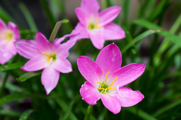 Fleurs de zephyranthes roses. Lys de pluie