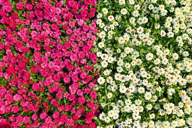 Fleurs de zinnia colorées qui fleurissent dans le jardin fleurs Zinnia fleurs roses et blanches Zinnia angustifolia vue de dessus